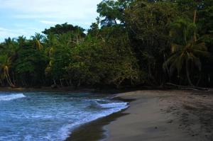 een strand met een groep bomen en de oceaan bij Villas Luna Africana by Palmer in Puerto Viejo