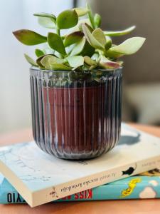 une plante dans un vase assis au-dessus d'un livre dans l'établissement Studio apartman, à Kőszeg
