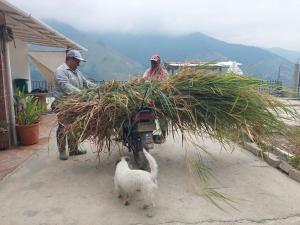 a goat standing next to a motorcycle with a pile of grass at Granja La Gabriela in Heliconia