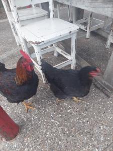 two chickens are standing next to a white chair at Granja La Gabriela in Heliconia