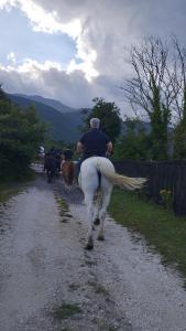 a man riding a white horse down a road with cows at B&B La Casa D Ju Nan in Bussi sul Tirino