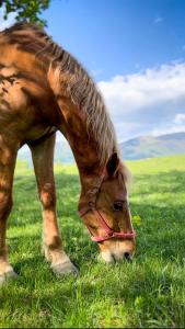 een bruin paard dat graast in een grasveld bij TheRefuge in Curtea de Argeş