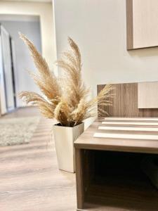 Fotografie z fotogalerie ubytování BNP Apartments 1 v destinaci Sveti Konstantin i Elena