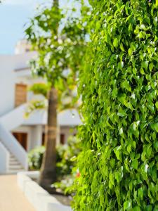 a hedge of green leaves in front of a house at Garden City Private Apartment Costa Adeje in Playa Fañabe