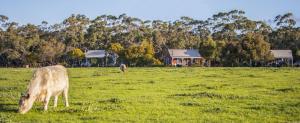 two cows grazing in a field of green grass at Freshwater Creek Cottages & Farm Stay in Torquay
