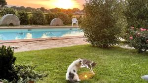 un gatto che gioca con una palla nell'erba vicino a una piscina di Antiche Dimore San Felice a Spello