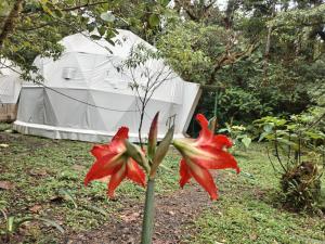 Zahrada ubytování Refugio La Paz EcoGlamping