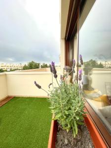 un balcon avec de l'herbe verte et des fleurs violettes dans l'établissement Apartamento Mirador Costa Golf, à Sant Jordi