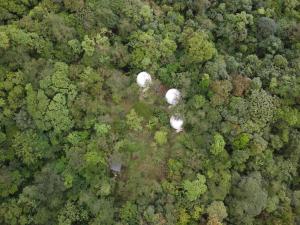 an overhead view of a forest with three white cows at Refugio La Paz EcoGlamping in San Ramón