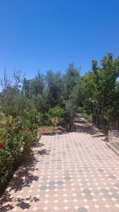 瓦爾扎扎特的住宿－Tiken Amazigh，一条有树木和蓝天的步道