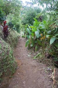 a dirt path in the middle of a forest at Finca La Divisa. Senderos de la Montaña in Pereira