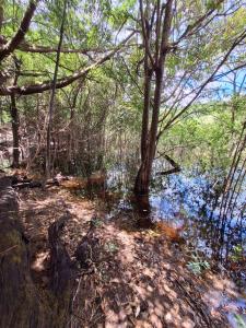 a painting of a swamp with trees and water at Sweet Home in Iranduba