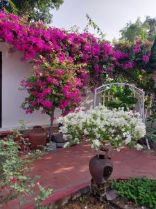 een bos van roze en witte bloemen in een tuin bij Nha Xanh Homestay in Ninh Binh