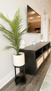 a plant in a black dresser with a mirror at Cozy Glendale Apartment in Los Angeles