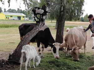 um grupo de vacas ao lado de uma árvore em Agroturystyka Pod Brzozami em Rychwał