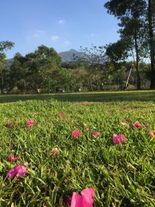 un campo de flores rosas en un parque en Shan Feng B&B en Gukeng
