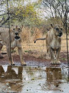 Dos leones están parados detrás de una valla. en Simba Safaris African Pride Exotic Lodge en Lephalale