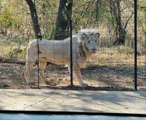 een witte wolf die achter een hek staat bij Simba Safaris African Pride Exotic Lodge in Lephalale