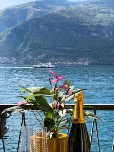 una mesa con una planta y dos botellas de vino en Appartamento Try on Lake Como with Balcony, en Lezzeno