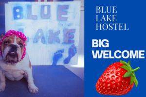 Pies siedzi obok czerwonej truskawki. w obiekcie Blue Lake hostel w Ochrydzie