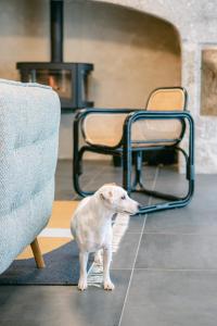 Gæludýr sem dvelur með gesti á Logis hôtel restaurant l'Argence
