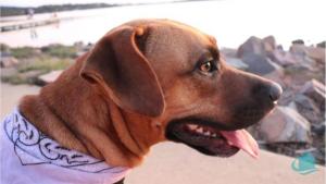 un perro marrón con su lengua en la playa en Ripples by the Sea, en Caves Beach