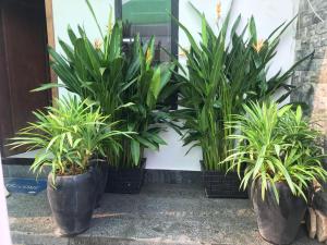three potted plants sitting in front of a door at Madam Sokha Homesteading in Siem Reap