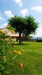 卡斯蒂廖內德拉佩斯卡伊阿的住宿－Agriturismo Diaccia Botrona，花丛中一棵树