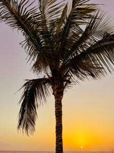 a palm tree with the sunset in the background at Amazing Complex Costa Adeje Pool view & Relax in Adeje +37 photos