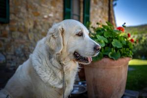 um cão branco sentado ao lado de um vaso de planta em La Fornace Di Racciano em San Gimignano