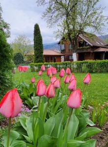 a bunch of pink flowers in a garden at Casa Amalia Tocile -Sadu in Sadu