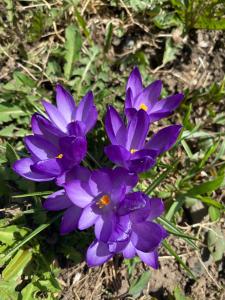 un grupo de flores púrpuras en el suelo en Garní Ladinia en Pescul
