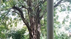 Fotografie z fotogalerie ubytování Kon Tree Shade v Dambulle