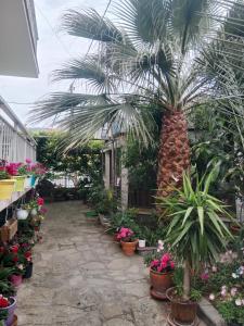 a palm tree in a garden with plants and flowers at Patra Rooms Skala Prinou in Prinos