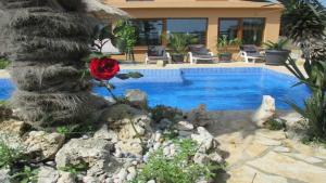 eine rote Rose neben einem Pool in der Unterkunft Tolles Ferienhaus in Pomer mit Eigenem Pool in Medulin