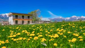 a field of yellow flowers in front of a house at Altay Village Hotel in Orto-Saz