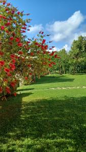 Agriturismo Colleverde Capalbio في كابالبيو: شجرة بالورود الحمراء في حقل أخضر