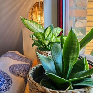 a group of plants in baskets on a table at Zakatek Mala-apartamenty nad jeziorem in Kołczewo