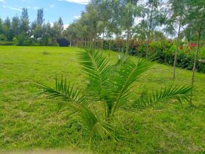 a palm tree in the middle of a field at The Orange Cottage in Nyeri