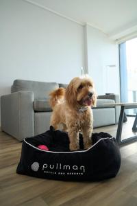 a dog sitting on a dog bed in a room at Pullman Vina del Mar San Martin in Viña del Mar