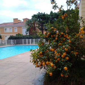 einem Orangenbaum vor einem Pool in der Unterkunft Frontière direct Monaco Studio en Résidence in Beausoleil