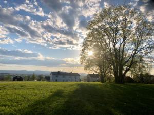 a tree in a field with the sun in the sky at Timmerstuga i Centrala Oviken in Oviken