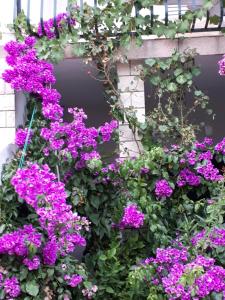 a bunch of purple flowers on a brick wall at Mirjana apartman in Vodice