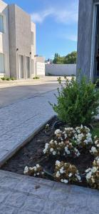 a flower bed with white flowers in front of a building at LA MARCELINO in Patagones