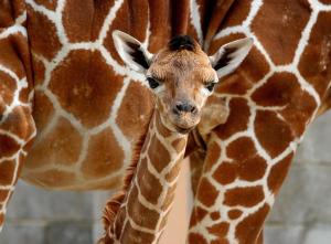 uma girafa bebé ao lado de uma girafa adulta em Staybridge Suites Midvale, an IHG Hotel em Midvale