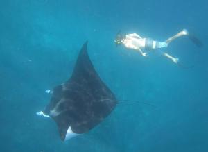 a diver and a large shark in the water at Jhuna Komodo Homestay in Komodo