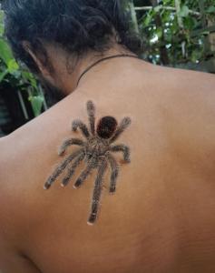 un tatouage d'une tarentule sur le dos d'une personne dans l'établissement Casa do Xingú, à Leticia