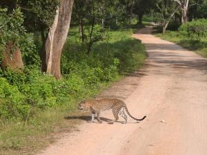 Un ghepardo che cammina su una strada sterrata di Forest Tree Top Holiday Resort a Buttala