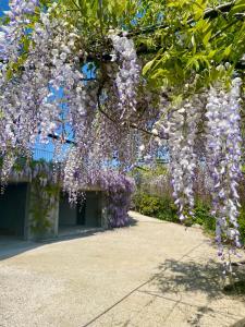 Zahrada ubytování ROSETO HOLIDAYS AZZURRO