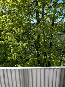 a tree behind a metal fence with trees in the background at Apartment on the 4th floor in Jūrmala +13 photos